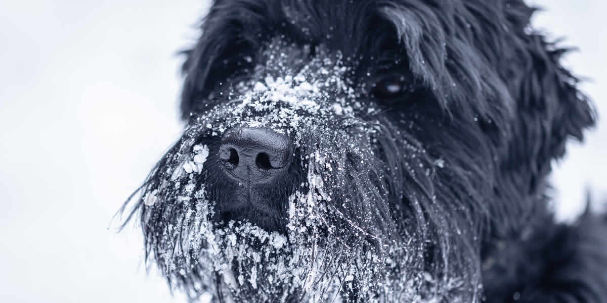見出しにもってきた黒いジャイアント・シュナウザーの画像で鼻に雪がついています。
