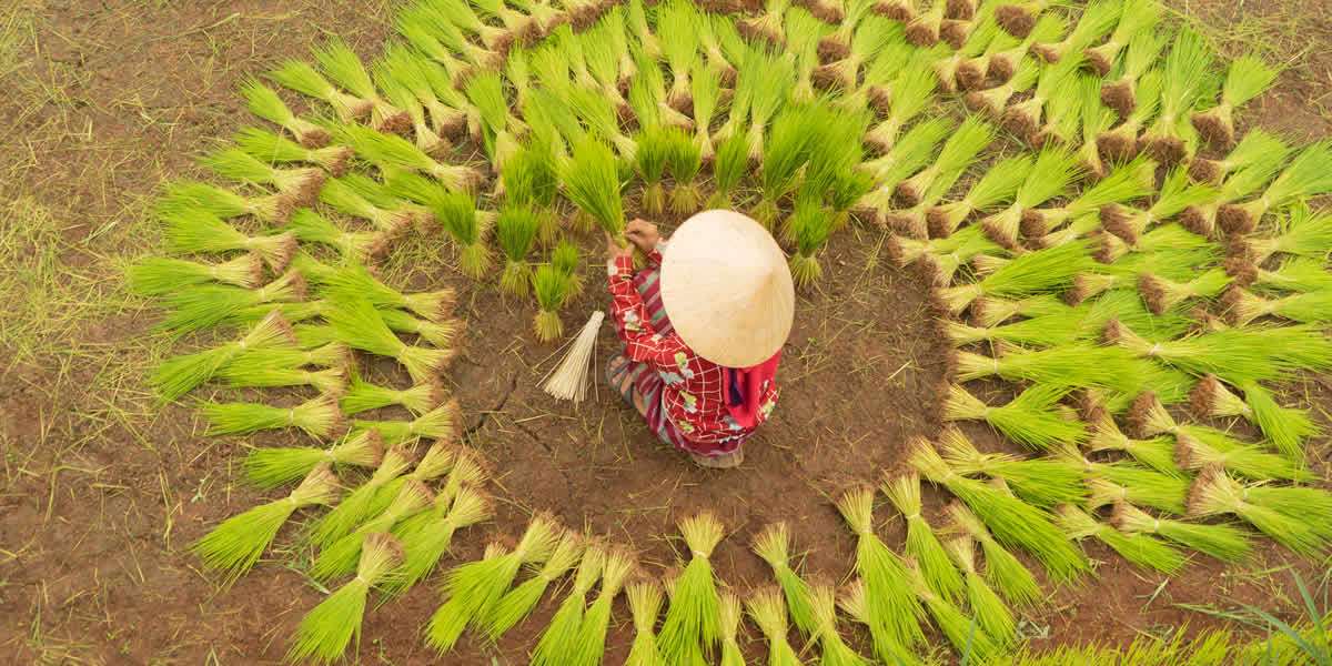 田んぼで稲をまとめている女性の様子の画像です。